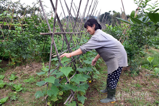  Người dân thôn Quyết Tiến, xã Chi Khê, huyện Con Cuông sản xuất rau vụ đông. Ảnh: Xuân Hoàng