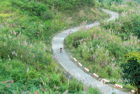 Tuyến đường vành đai biên giới thông sang đất bạn Lào nằm trên địa bàn xã Mường Ải (Kỳ Sơn) mùa này rợp trắng hoa lau. Ảnh: Đào Thọ