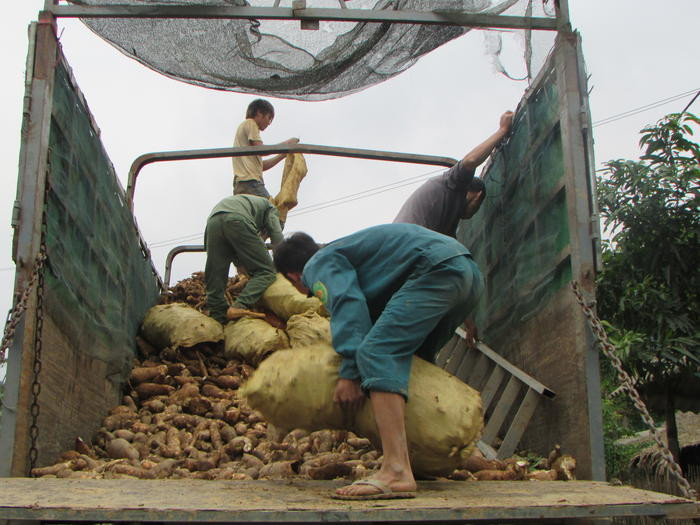 Xe tải của tư thương vào thu mua sắn tại bản Yên Hòa, xã Lục Dạ. Ảnh: Minh Hạnh 