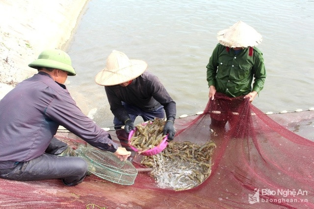  Nông dân huyện Quỳnh Lưu nuôi thâm canh tôm đạt năng suất cao. Ảnh tư liệu