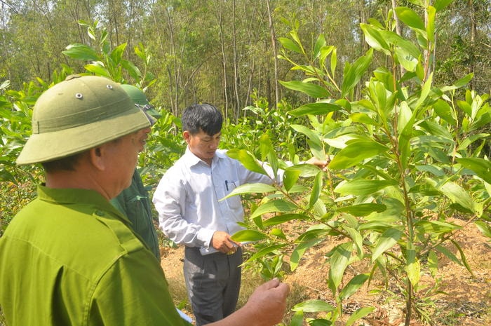 Người dân các huyện miền núi tích cực tham gia trồng rừng và chăm sóc rừng trồng thay thế. Ảnh: Hoàng Vĩnh