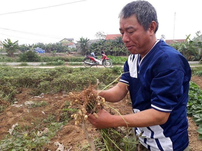 Ông Nguyễn Văn Ngọc ở xã Quỳnh Bảng cho biết, hiện 1 sào lạc bán tươi chỉ lãi 1,5 triệu đồng sau 4 tháng chăm sóc. Ảnh: Việt Hùng