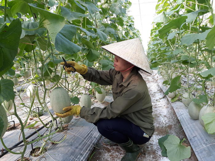 Trong năm 2017, huyện Con Cuông đã đầu tư trên 1 tỷ đồng để xây dựng mô hình trồng dưa lưới theo công nghệ cao. Ảnh: Minh Hạnh