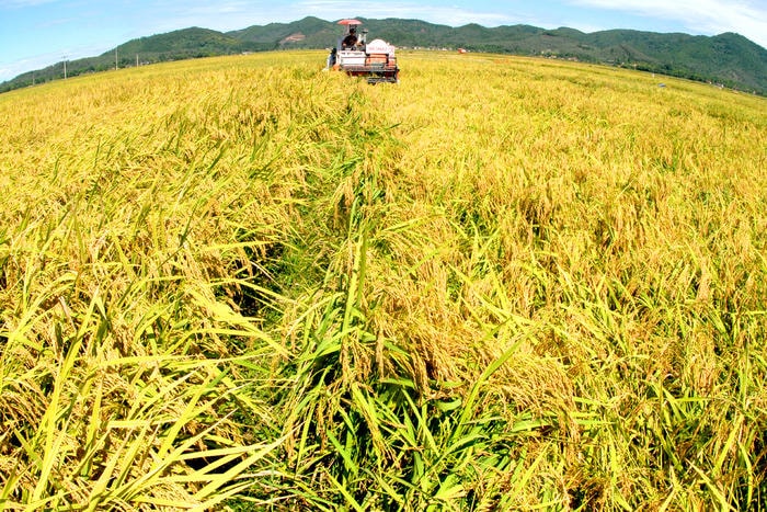 Nông nghiệp là thế mạnh truyền thống của Yên Thành, hiện địa phương đang thu hút các dự án trồng lúa sạch, lúa giống chất lượng cao. Ảnh: Hồ Các