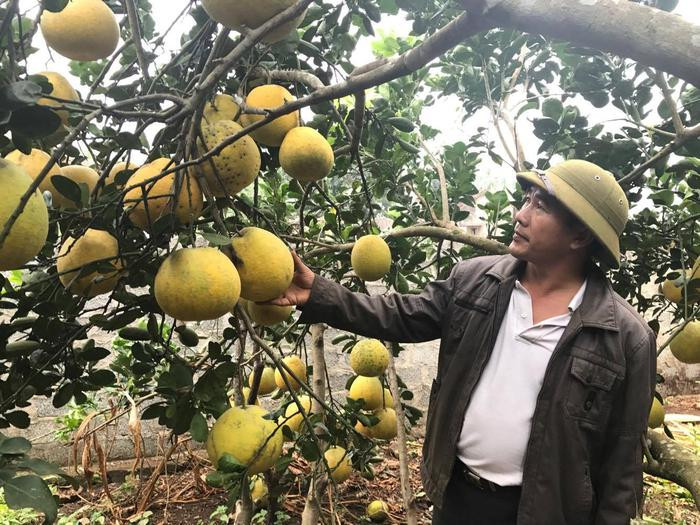 Vườn bưởi Diễn của gia đình anh Nguyễn Văn Lợi ở xóm Nghĩa Chính, xã Nghĩa Lâm quả đã đạt trọng lượng 1 -1,2 kg; sẽ cho thu hoạch vào dịp Tết. Ảnh: Minh Thái