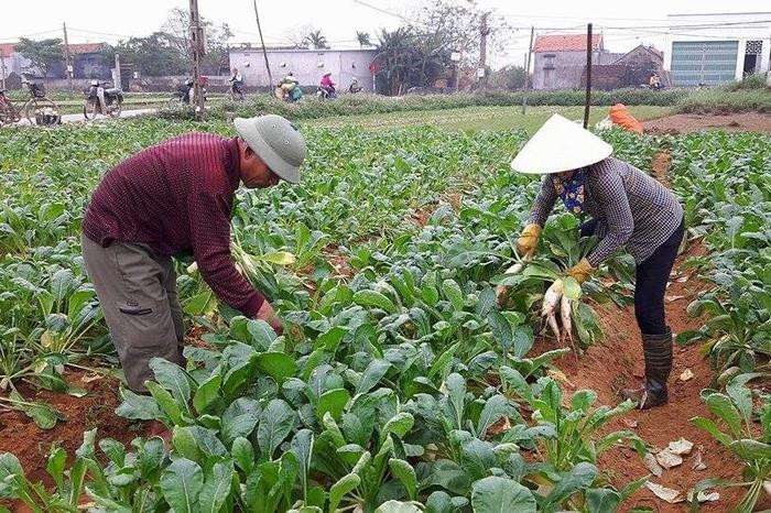 Nông dân Quỳnh Bảng (Quỳnh Lưu) vào mùa thu hoạch củ cải trắng. Ảnh: Hồng Diện