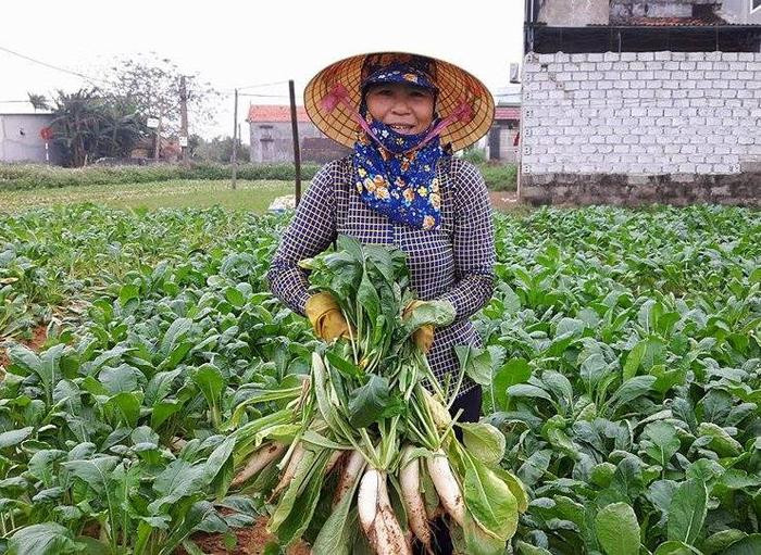 Mặc dù có lúc giá xuống thấp nhưng củ cải ở Quỳnh Bảng vẫn tiêu thụ hết, không có tình trạng đổ bờ. Ảnh: Hồng Diện