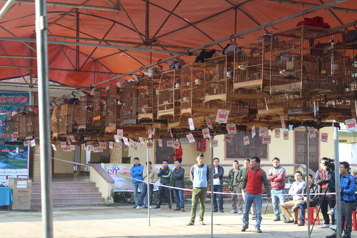 Lần đầu tổ chức hội thi tiếng hót chim chào mào nhưng huyện Con Cuông đã thu hút 100 người tham gia. Ảnh: Bảo Ngọc