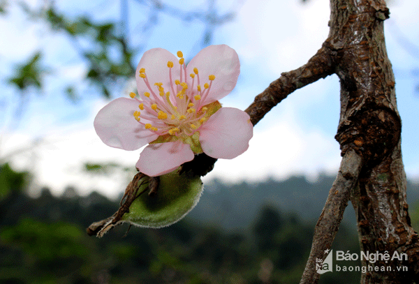 “Đào dự án thì đã nở còn đào địa phương thì phải gần tết mới ra hoa.” – Vị cán bộ xã cho hay.