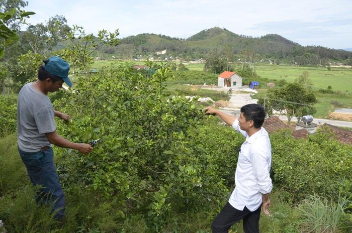 Phát triển kinh tế vườn đồi ở xã Khánh Sơn, huyện Nam Đàn. Ảnh: Thanh Lê