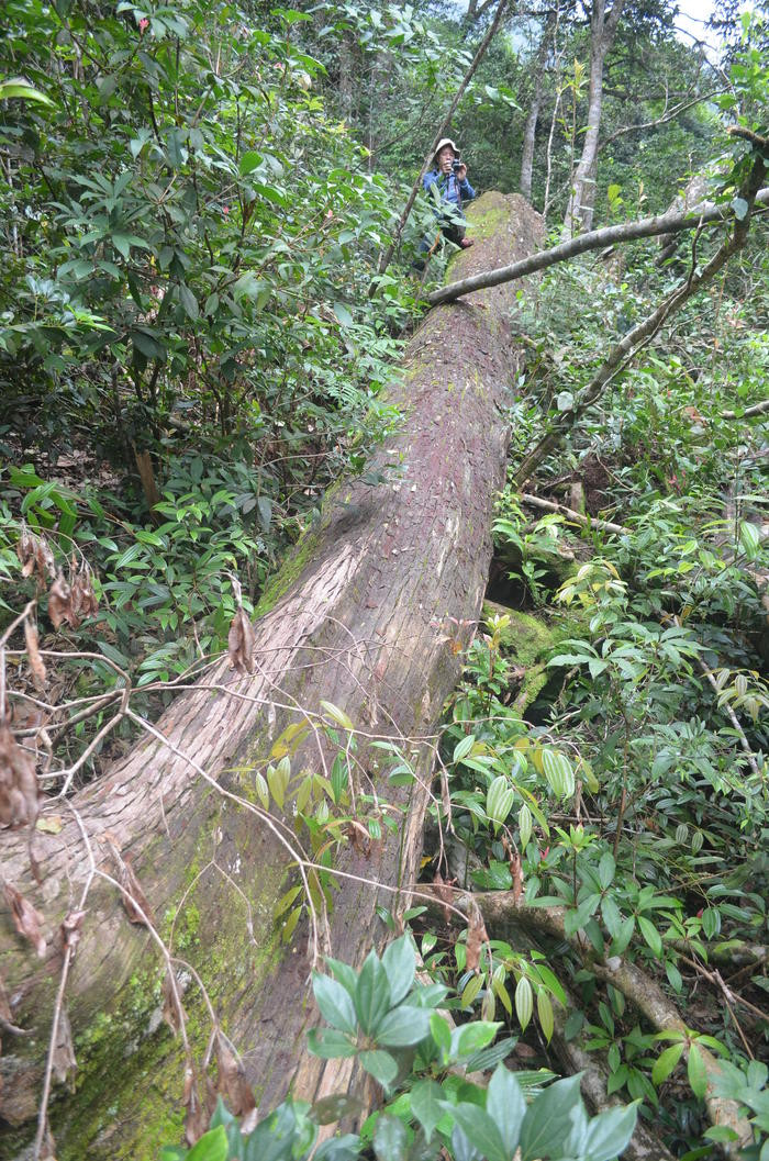 Cây gỗ pơ mu trong vùng rừng nguyên sinh ở Tương Dương bị đốn hạ. Ảnh: Nhật Lân