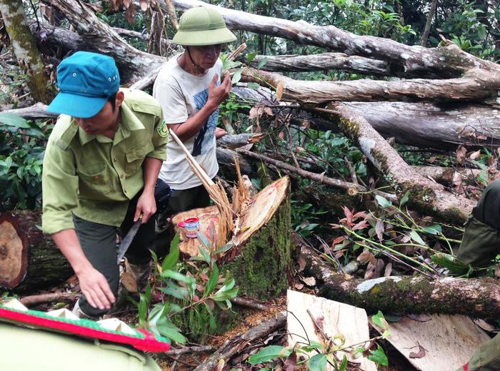 Lực lượng chức năng kiểm tra hiện trường 13 cây pơ mu thuộc Khu BTTN Pù Huống bị đốn hạ. Ảnh: Đào Tuấn