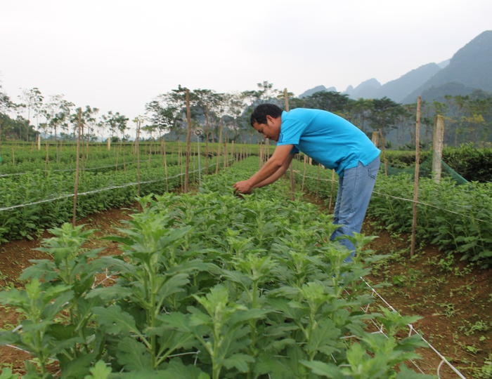 Anh Nguyễn Văn Liêm ở xã Đỉnh Sơn (Anh Sơn) chăm sóc vụ hoa Tết. Ảnh: Thái Hiền