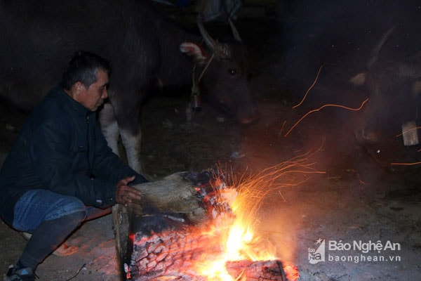 Với đồng bào vùng cao, đêm đến đều phải thức để canh lửa, sưởi ấm cho trâu, bò, tránh thất thoát trong mùa giá rét. Ảnh: Đình Tuân