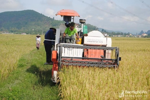 Thu hoạch lúa xuân ở Yên Thành. Ảnh tư liệu