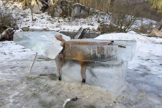 Khối băng trôi trên sông Danube với xác con cáo còn nguyên vẹn bên trong cho thấy sự nguy hiểm của mùa đông lạnh giá năm nay tại châu Âu.
