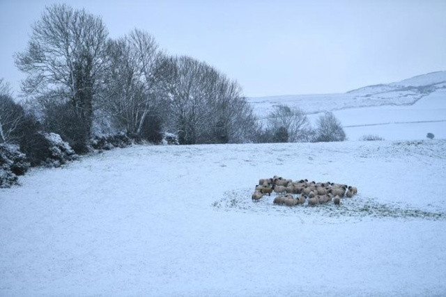 Đàn cừu “túm tụm” trên dãy núi Morne phủ đầy tuyết trắng gần làng Hilltown, Bắc Ireland. Ảnh: Reuters.
