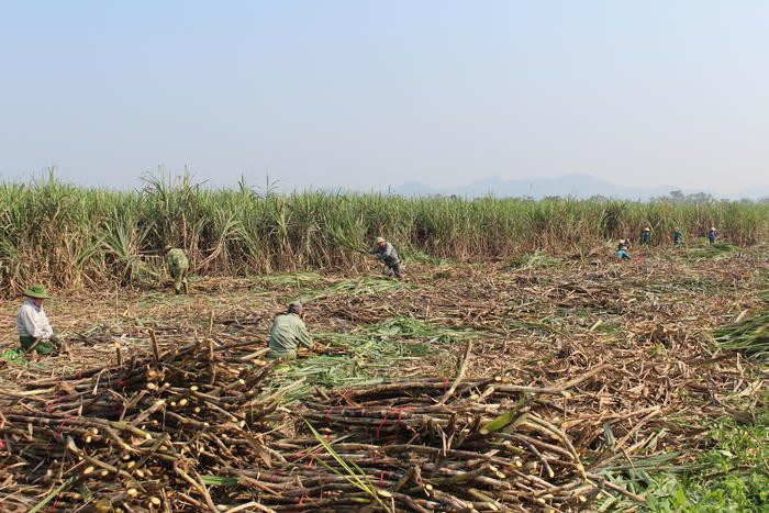 Bà con nông dân Anh Sơn nhộn nhịp bước vào vụ thu hoạch mía để cung ứng nguyên liệu cho các nhà máy Sông Lam và Sông Con. Ảnh: Thái Hiền