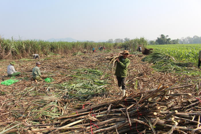 Những ngày này, bà con nông dân Anh Sơn đang nhộn nhịp bước vào vụ thu hoạch mía để cung ứng nguồn nguyên liệu cho các nhà máy Sông Lam và Sông Con. Ảnh: Thái Hiền 