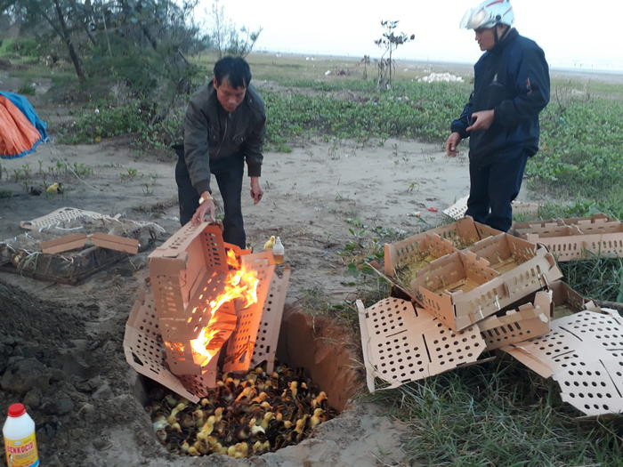 Tiến hành tiêu hủy 1.500 con gia cầm theo đúng quy định. Ảnh: Hồng Hạnh