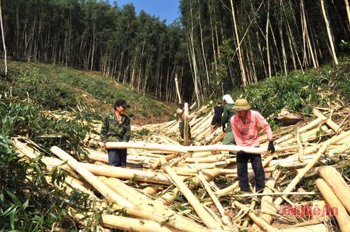 Thu hoạch keo nguyên liệu ở lâm trường Nghĩa Đàn. Ảnh tư liệu