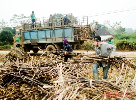 Nông dân Tân Kỳ thu hoạch mía ở vùng nguyên liệu. Ảnh tư liệu