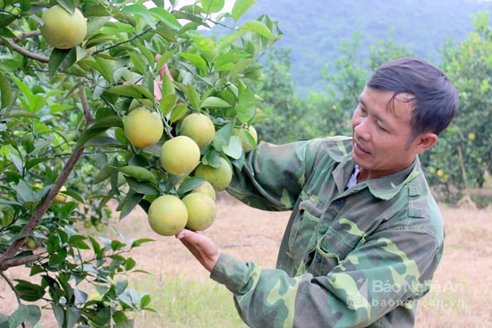 Sau nhiều năm vắng bóng, cây ăn quả có múi, đặc biệt là cây cam đang dần khẳng định chỗ đứng và hứa hẹn mang lại hiệu quả kinh tế trên vùng đất Tân Kỳ