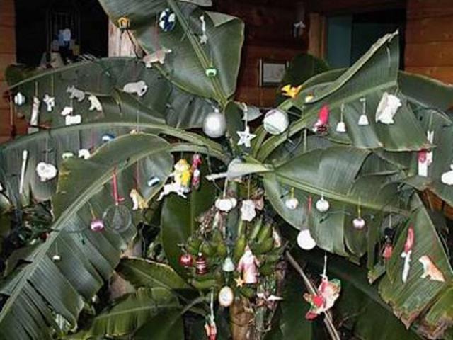 Khoảng 2,3% dân số Ấn Độ, tương đương 25 triệu người, theo đạo Thiên Chúa. Vào dịp lễ Giáng sinh, thay vì trang trí cây thông như phần lớn các nước khác, người dân Ấn Độ lại trưng bày và trang trí các loại cây khác như cây xoài, cây chuối. Họ thậm chí còn lấy lá của những loại cây này để trang trí nhà cửa.