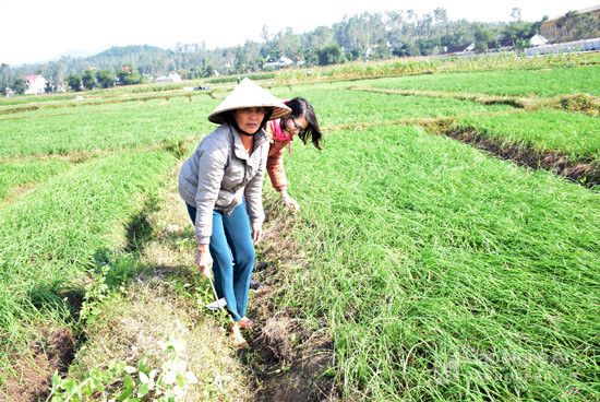  Mô hình trồng hành tăm theo quy trình VietGAP ở xã Nghi Lâm, huyện Nghi Lộc. Ảnh: Xuân Hoàng