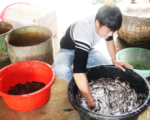 Anh Khẩn cho biết: Lươn tươi sống khắp địa bàn huyện đều nhập về đây, mỗi ngày từ 3-4 tấn lươn, sau đó tôi “phân phối” cho các cơ sở sơ chế lươn của toàn giáo xứ Long Thành. Lươn được bóp rửa càng trước khi luộc để sơ chế. Ảnh: Văn Trường.