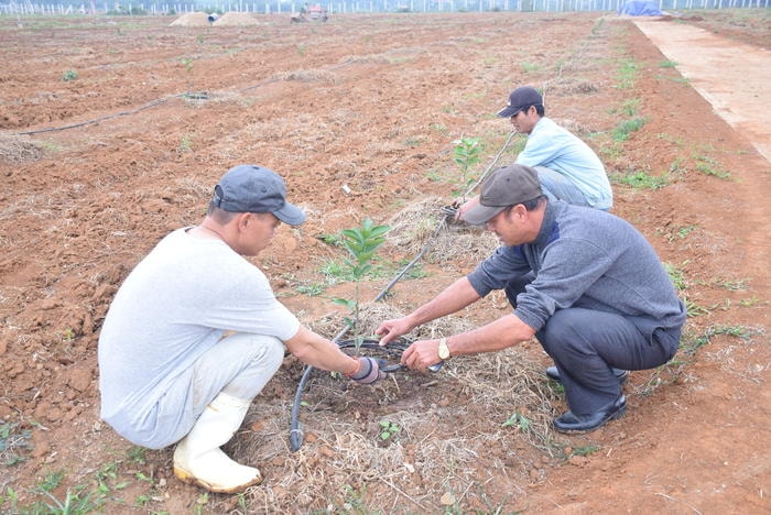 Lắp đặt hệ thống tưới nhỏ giọt Israel tại HTX Nông nghiệp cây ăn quả 1/5. Ảnh: Xuân Hoàng