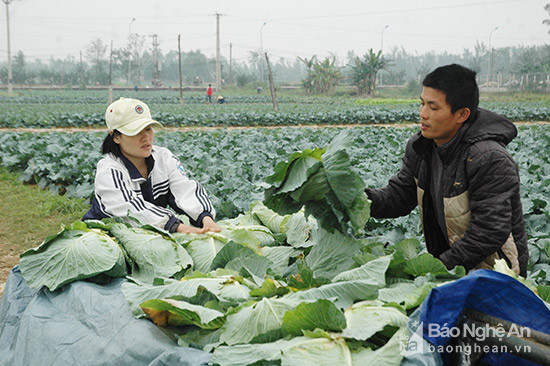 Thương lái thu mua rau tại ruộng cho bà con nông dân Diễn Thành. Ảnh: Mai Giang