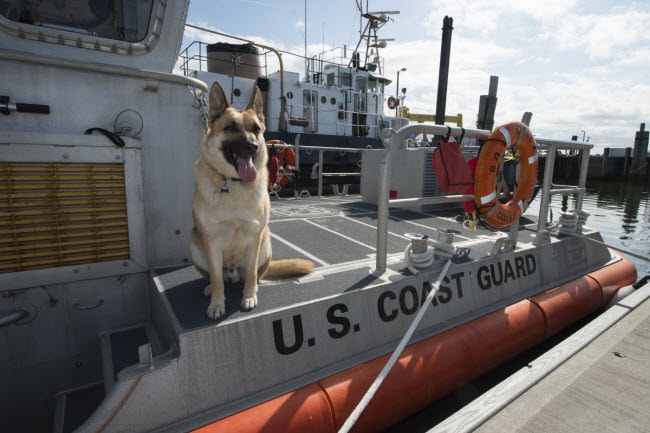 Chú chó Boomer, con vật may mắn của trạm bảo vệ bờ biển Crisfield ở bang Maryland, ngồi trên tàu cứu hộ. Nó được giải cứu và lựa chọn làm con vật may mắn của đơn vị này từ tháng 12.2013.