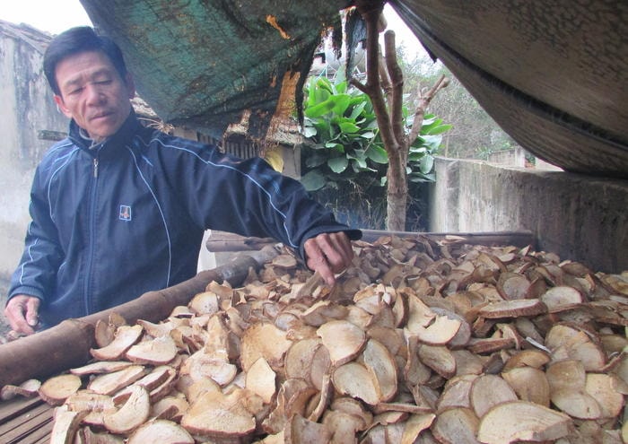 Sấy sắn làm thức ăn dự trữ cho gia súc trong mùa rét. Ảnh: Minh Thái