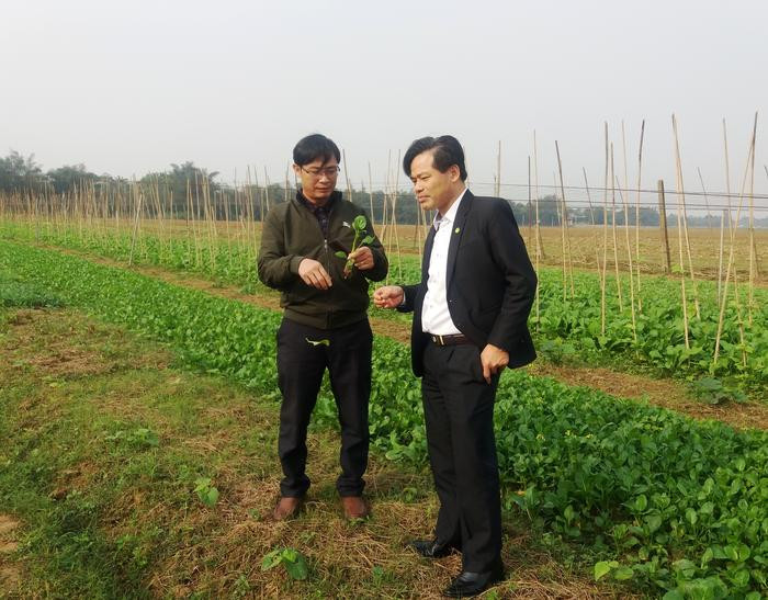 Tham quan mô hình liên kết sản xuất rau hữu cơ tại xã Hưng Long (Hưng Nguyên). Ảnh: Thanh Tâm