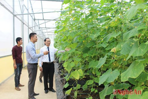 Cây dưa leo được trồng trong nhà kính ở xã Nghĩa Sơn, huyện Nghĩa Đàn. Ảnh: Phú Hương