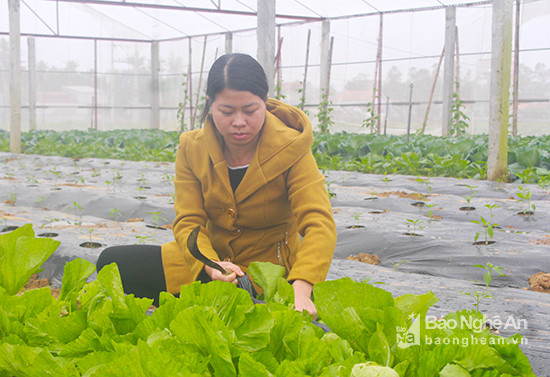 Rau an toàn được trồng trong nhà màng ở xã Diễn Phong, huyện Diễn Châu. Ảnh: Phú Hương