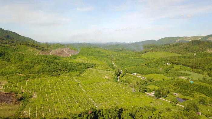 Một góc trang trại thảo dược của TH ở Yên Thành.