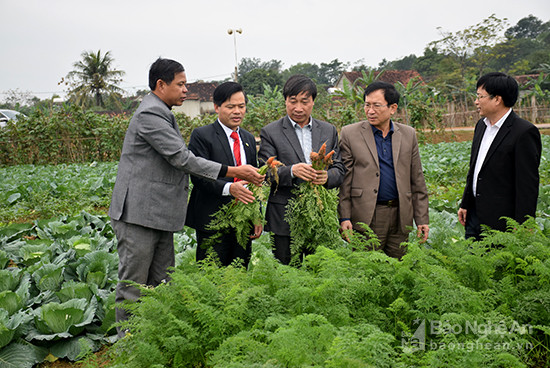 Đoàn đi thực tế tại mô hình sản xuất rau an toàn tại xã Vân Diên. Ảnh: Xuân Hoàng