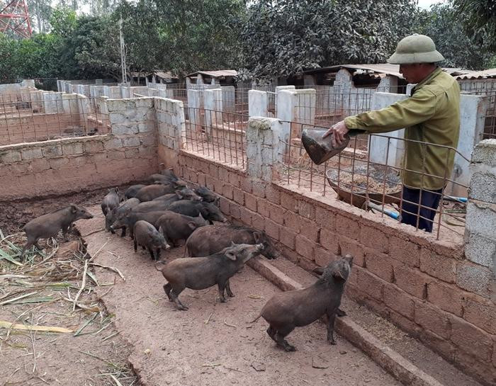 Lợn rừng cũng là con đặc sản bán chạy trong dịp Tết, mỗi năm gia đình ông Hồ Khắc Hiệp ở xã Quỳnh Thắng chuẩn bị từ 200 - 250 con phục vụ Tết. Ảnh: Như Thủy.