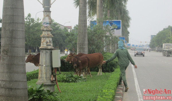 Bò chăn thả tự do, đi thong dong giữa Đại lộ Lê-Nin. Ảnh tư liệu