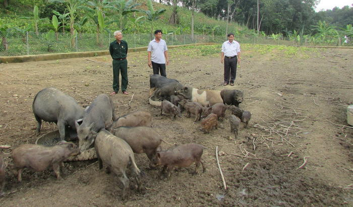 Nuôi lợn rừng phục vụ tết ở Kỳ Sơn - Tân Kỳ