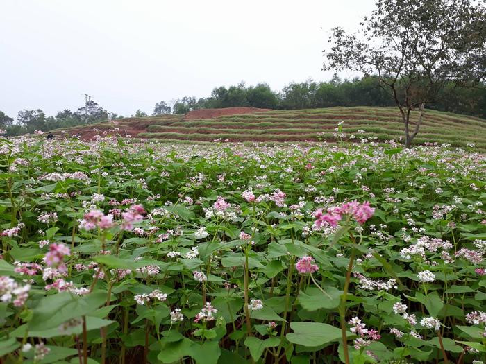 Hiện hoa tam giác mạch tại xã Nghĩa Bình, huyện Nghĩa Đàn đã bắt đầu; đến đầu tháng 1 DL hoa sẽ nở rộ. Ảnh: Minh Thái