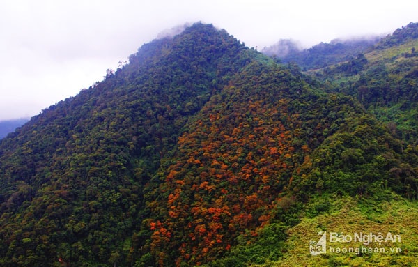 Mùa đông, những cánh rừng ở miền Tây thay màu áo mới. Ảnh: Hồ Phương