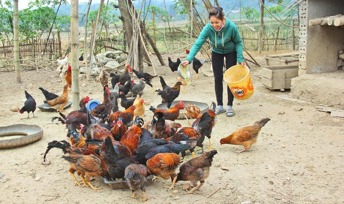 Nhờ những kiến thức thu nhận được từ lớp đào tạo chăn nuôi, chị Diệu tự tin hơn trong chăn nuôi gà. Ảnh: Mỹ Nga
