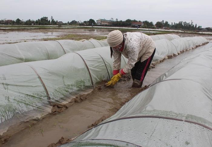 Nông dân Quỳnh Lưu che phủ ni lông kín xung quanh để chống rét cho mạ xuân. Ảnh: Việt Hùng