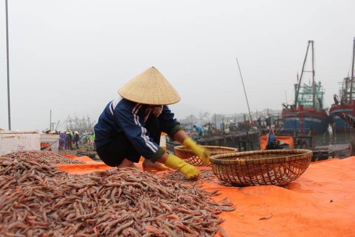 Ngư dân Nguyễn Văn Nhu ở xã Tiến Thủy chia sẻ, tôm biển được đánh bắt quanh năm, nhưng nhiều nhất là vào những tháng cuối năm. Sau 1 ngày ra biển khai thác, thuyền của anh đánh được 40 kg tôm biển và hàng chục kg cá, ghẹ các loại. Sau khi trừ chi phí, anh thu lãi khoảng 3 triệu đồng/ngày. Ảnh: Việt Hùng