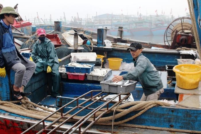  Ngoài được mùa tôm biển, ngư dân Quỳnh Lưu còn khai thác được nhiều loại cá có giá trị. Tàu cá của ngư dân Nguyễn Văn Tình ở xã Quỳnh Long vừa về cập bến lúc sáng nay đang vận chuyển hải sản xuống bờ. Ngu dân Tình cho biết, sau 4 ngày ra khơi đánh bắt, tàu đánh được hơn 10 tấn cá, mực các loại có trị giá gần 200 triệu đồng. Sau khi trừ chi phí, mỗi thuyền viên thu nhập 5 - 6 triệu đồng. Ảnh: Việt Hùng