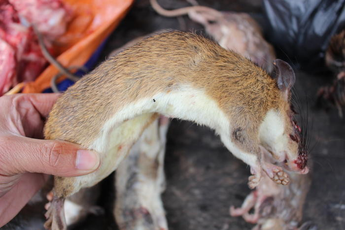 Sau khi thu hoạch ngô rẫy là thời điểm dễ bẫy chuột rừng nhất. Tại phiên chợ, nhiều người tìm mua chuột rừng về chế biến món ăn chào đón năm mới. Ảnh: Đình Tuân