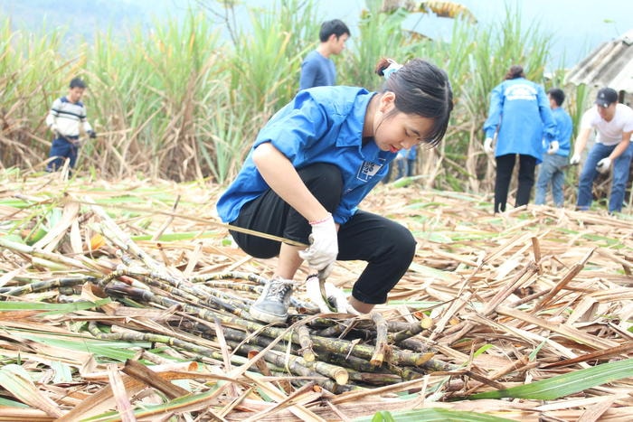 Nhiều bạn sinh viên lần đầu tiên làm công việc này nên không khỏi lúng túng. Ảnh: Lương Nga